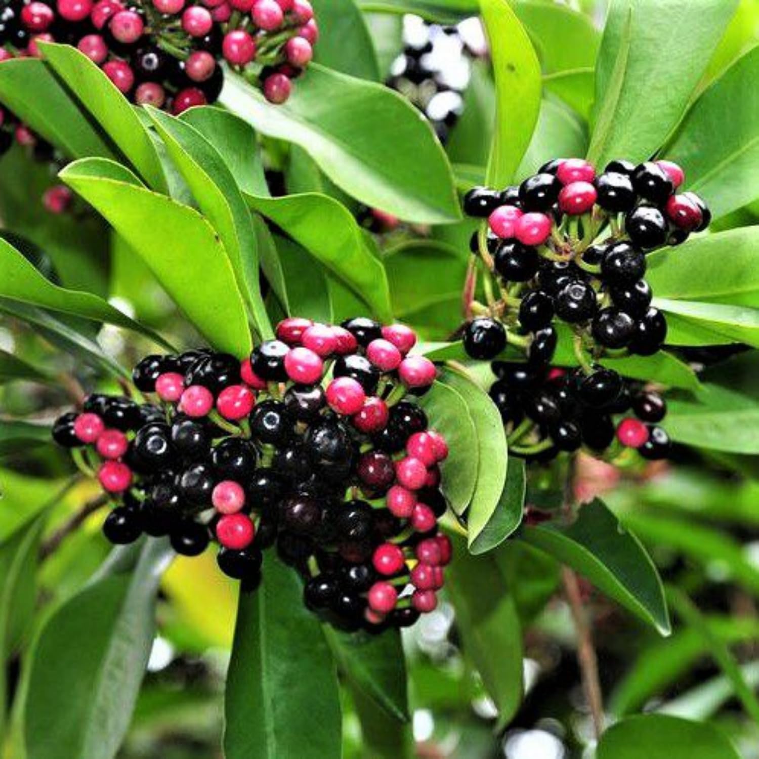 Hug A Plant | Kili Njaval (Ardisia elliptica) Fruit/Medicinal Live Plant (Home & Garden) (B0C9HSQQ13) Amazon Price History, Amazon Price Tracker