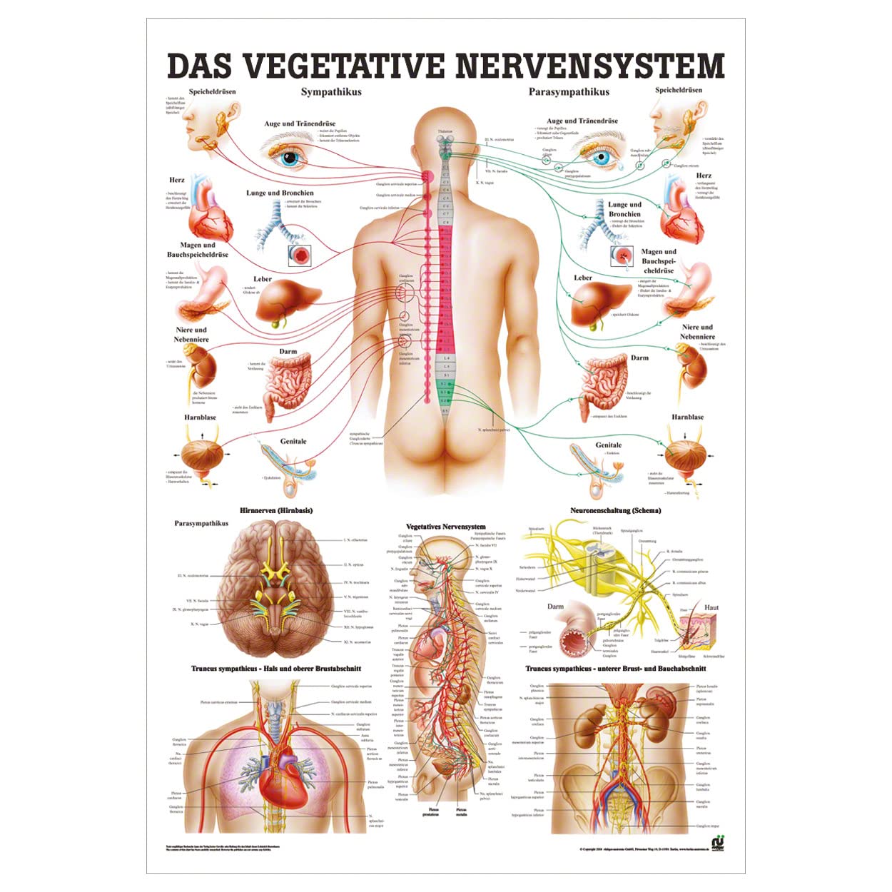 The vegetative nervous system