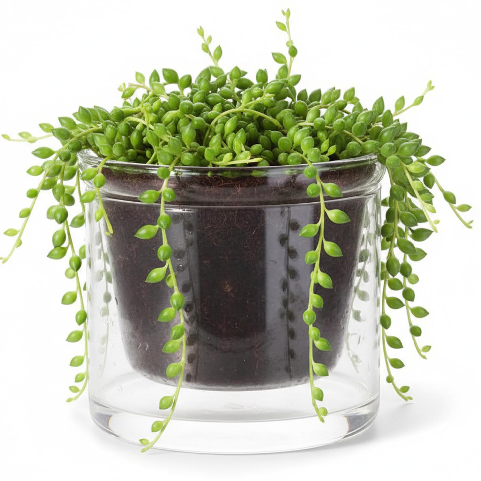 Qoidrfofse Clear Self Watering Pots, 250ml Glass Planter with Water Reservoir, Semi Hydroponic Pot for African Violets Succulents & Indoor Plants, 9.5x9.5 cm