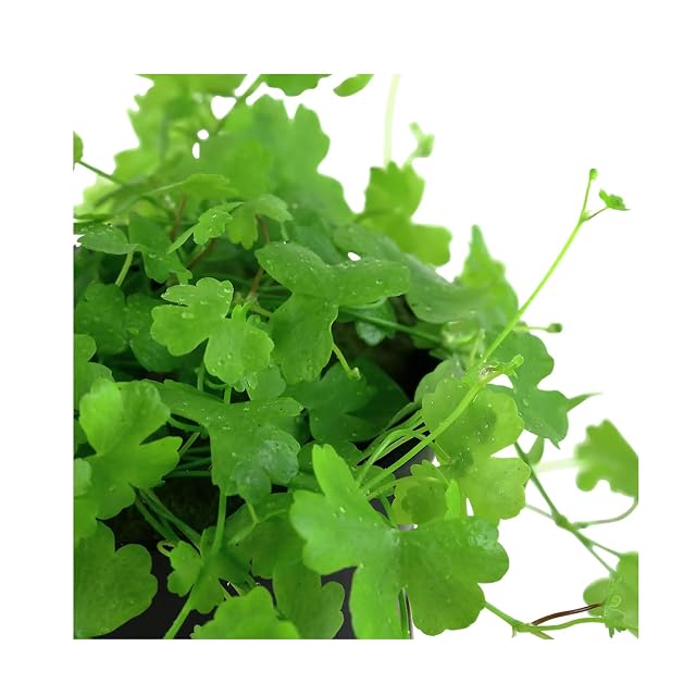 Foto 3 de 4 de Hydrocotyle tripartita (sp. Japón) - 1 manojo - Planta de Acuario Vivo