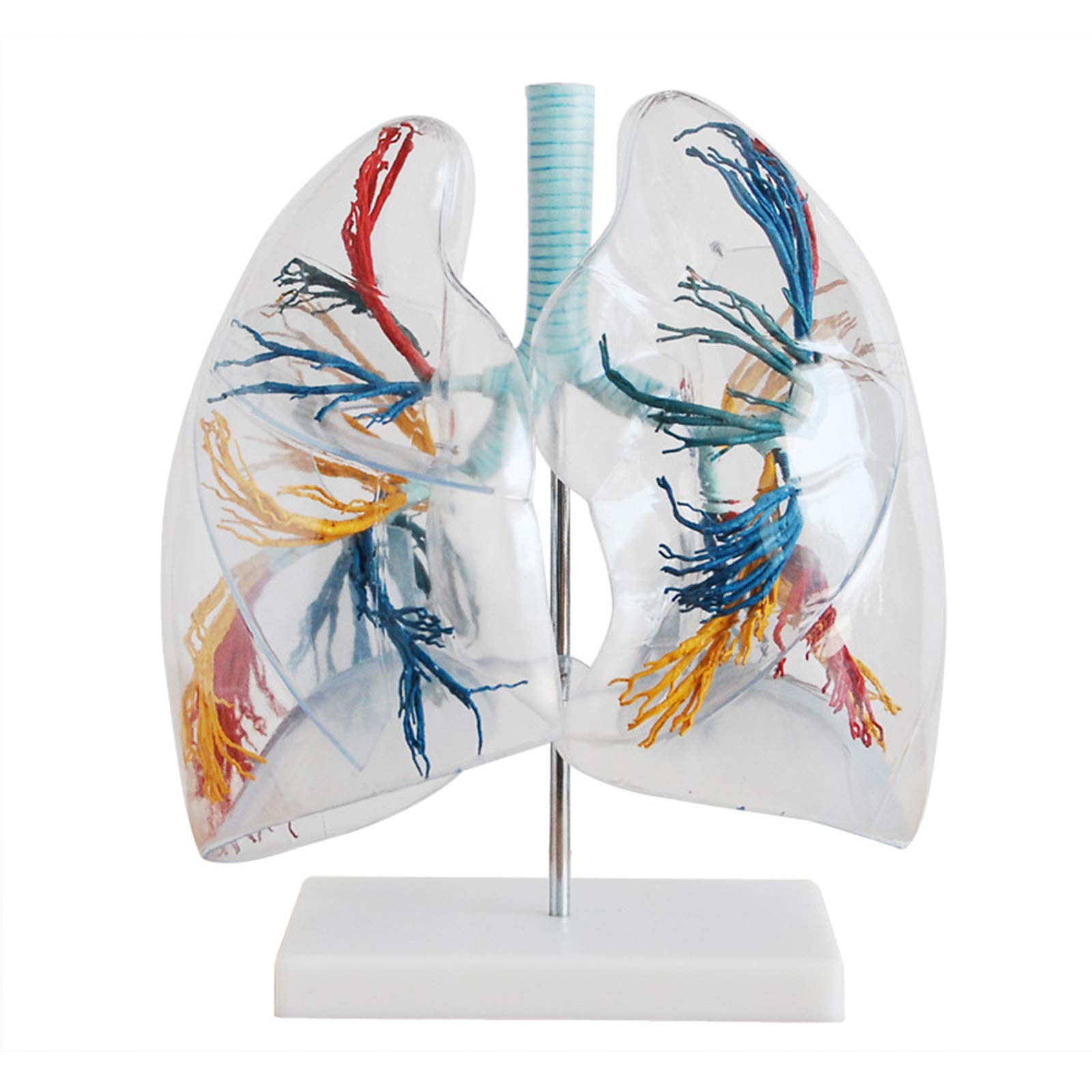 Anatomiemodelle, Bronchialbaum-Lungenanatomie, Thoraxchirurgie, Atemwegsmodell, Probe