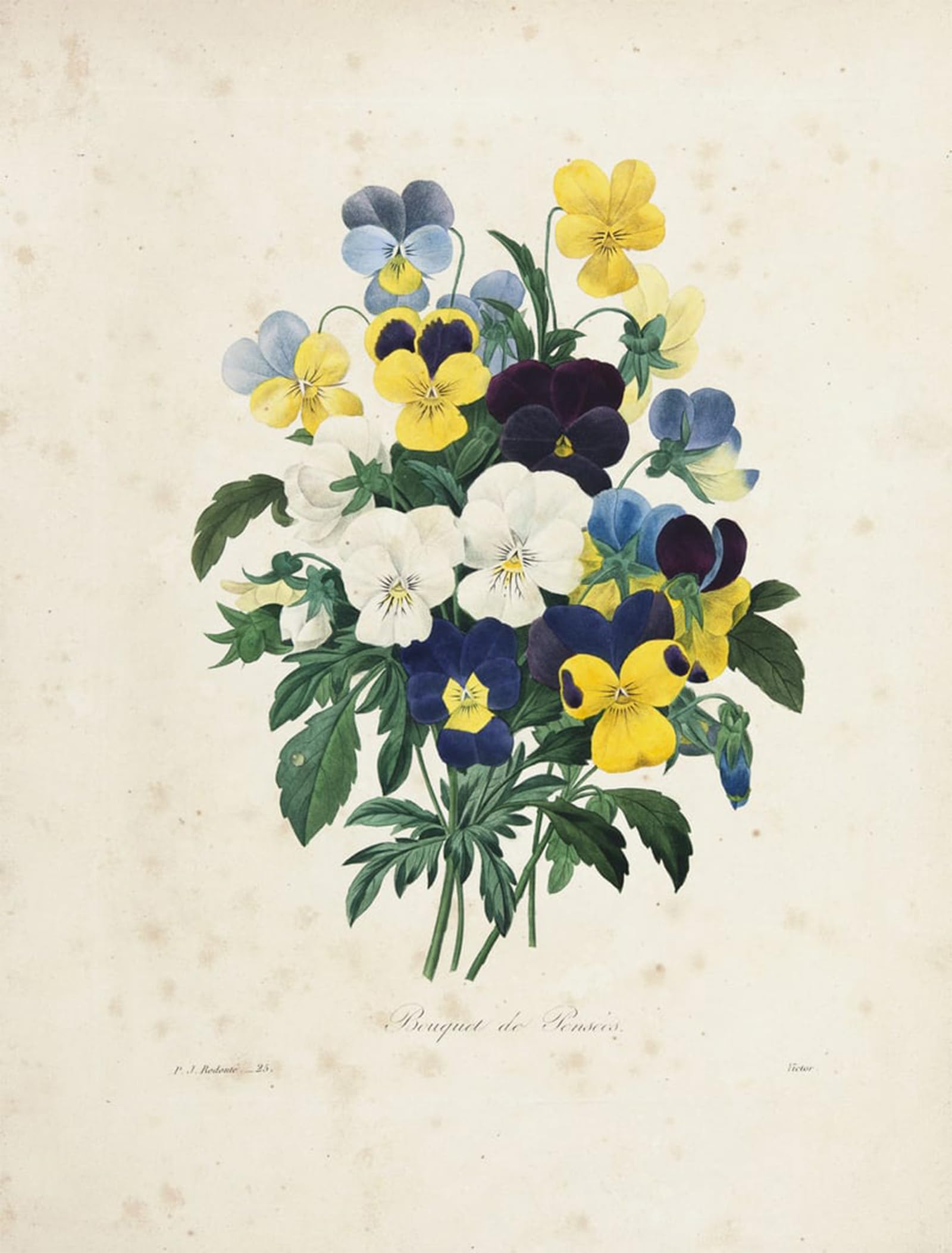 SERENDIPITP Vintage Wall Art Canvas Nordic Poster Canvas Print Picture Bouquet of Pansies by Pierre Redouté Wall Art Poster for Home Decor 60x90cm