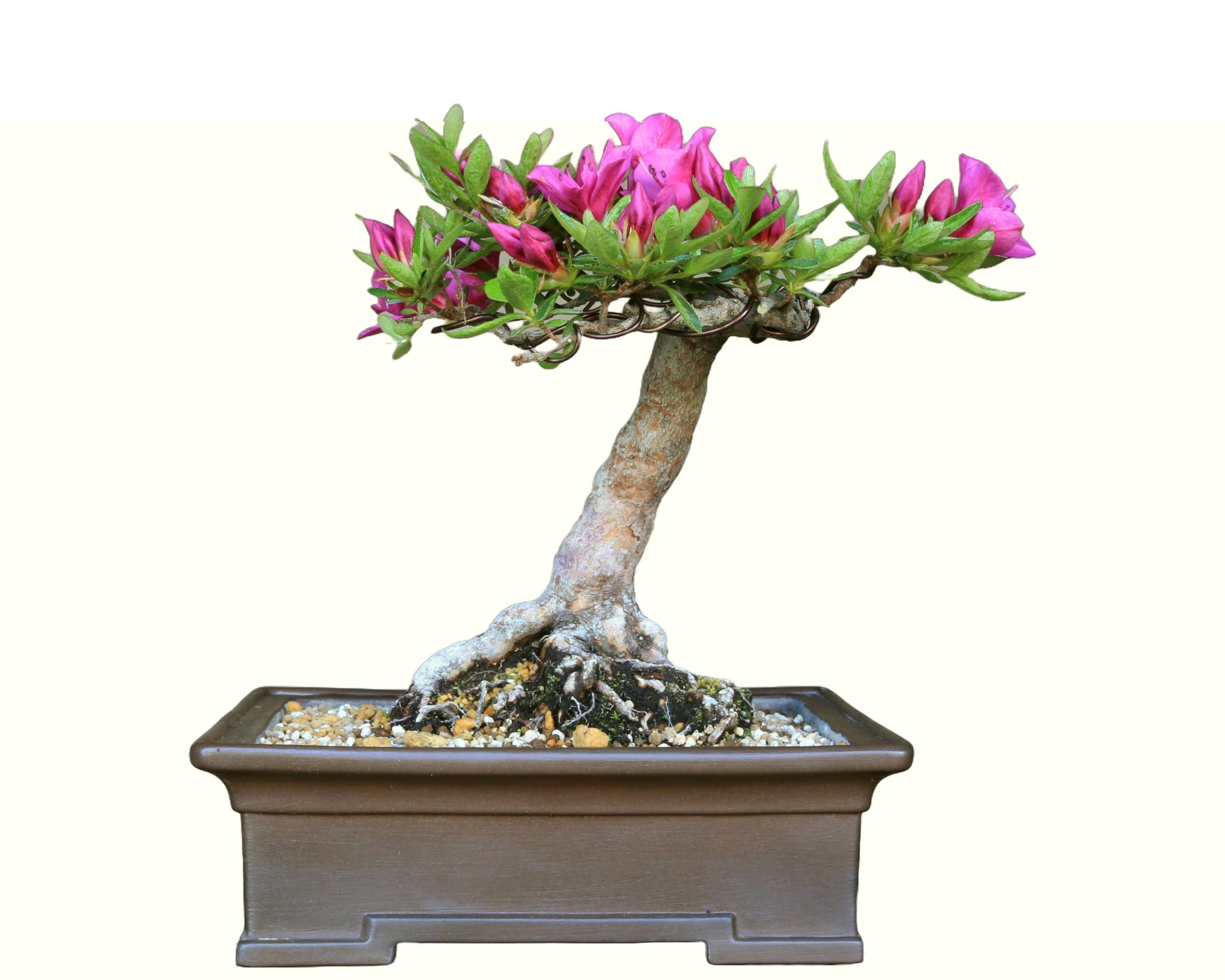 Amazon.co.jp: 皐月(サツキ)『星の輝』 小品盆栽【泰寿園 Online