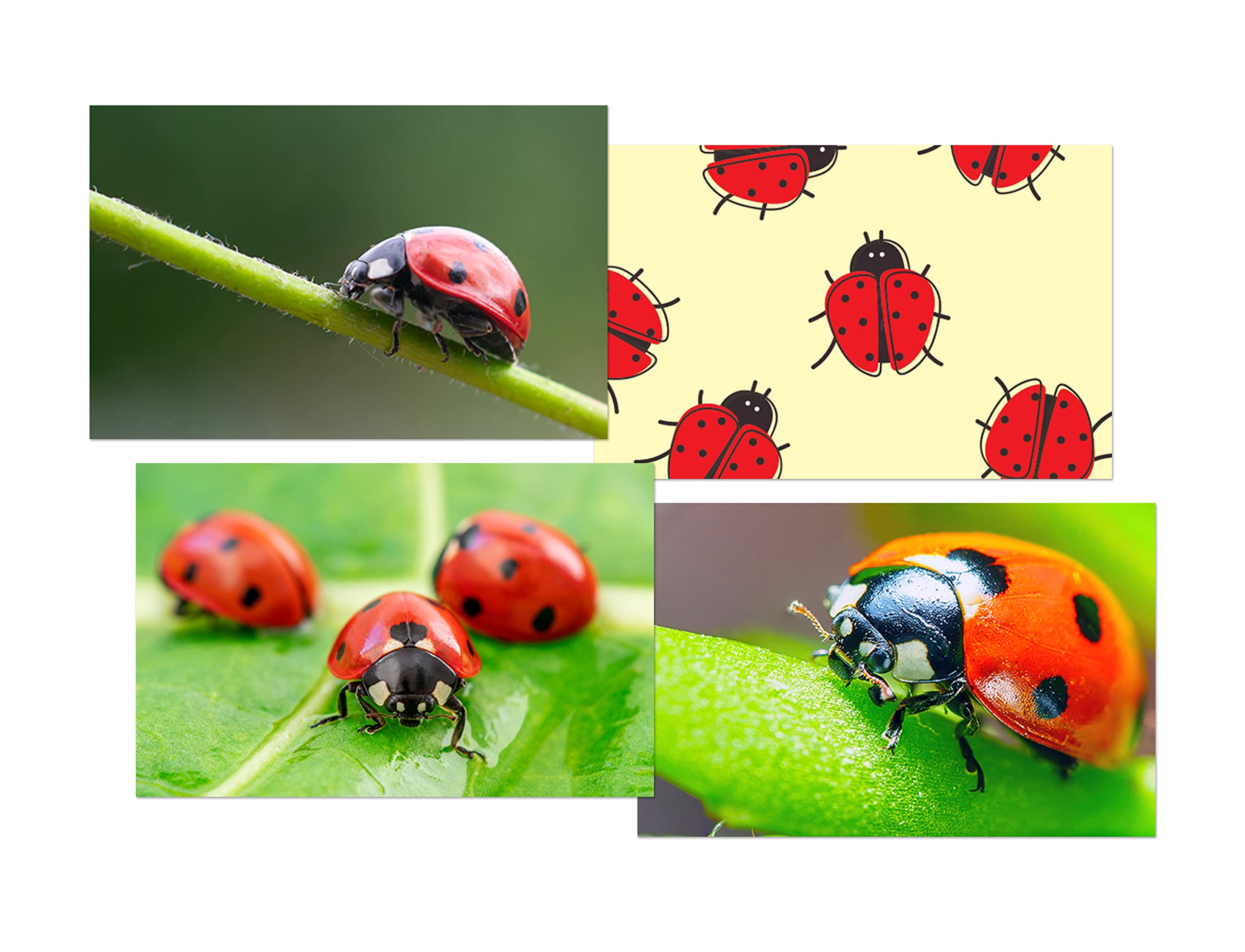 DV DESIGN Set of 4 Ladybird Black Ballpoint Pens - Image 2