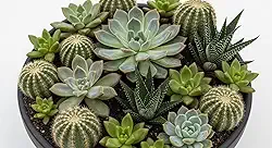 50 Sementes de Suculentas Sortidas – Mix Exótico para Jardim Moderno