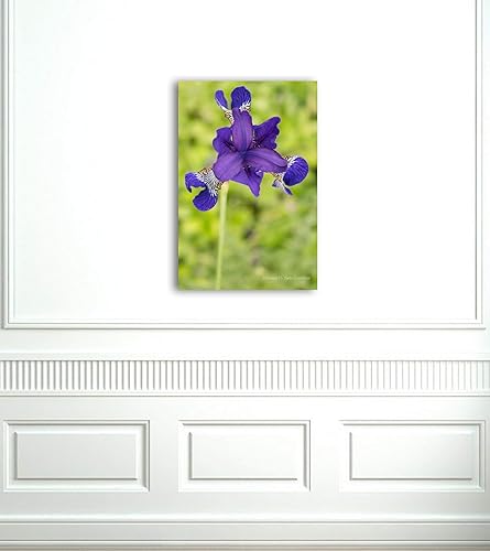 Miniatura 7 de Royal Purple Blue Flower Portrait on CANVAS Indigo Iris Photo Floral Photography Spring Green Wall Art Botanical Photographic Print Home Decor Ready