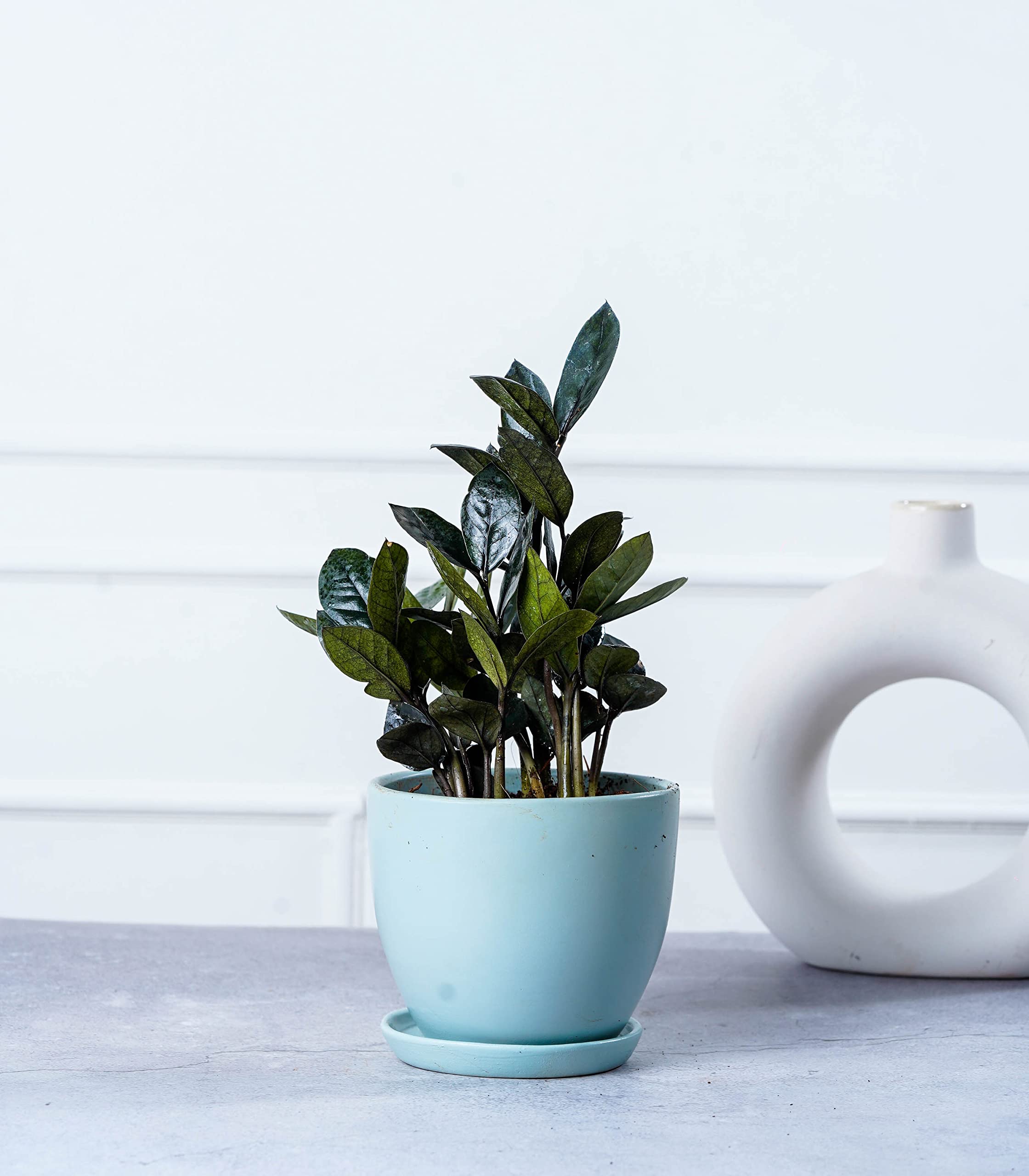 Nurturing Green® ZZ Raven Plant (Black) in Millenial Ceramic Mint Green Pot for Indoor | Living Room and Home Decor | Plants for Home Décor