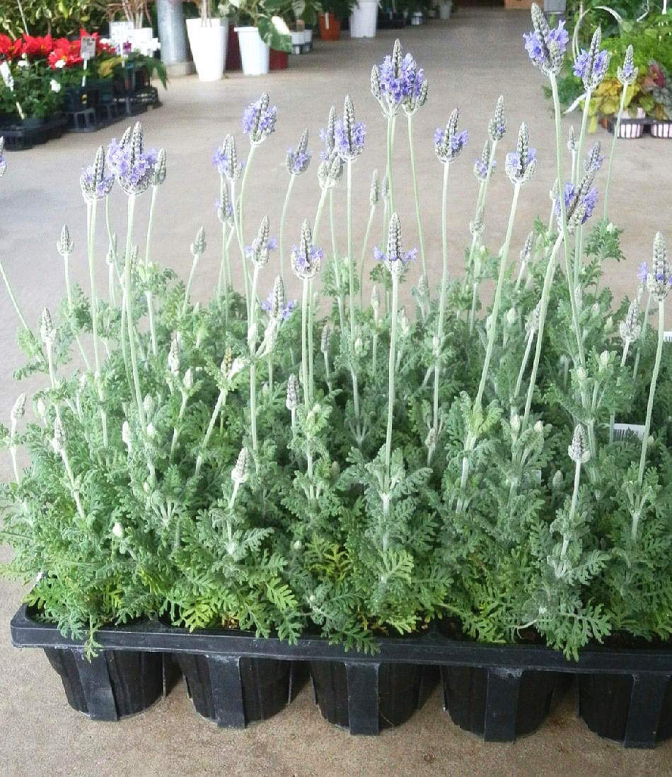 3点おまとめラベンダー Amazon | レースラベンダー12ポットセット（3～3.5号） / 花苗 セット