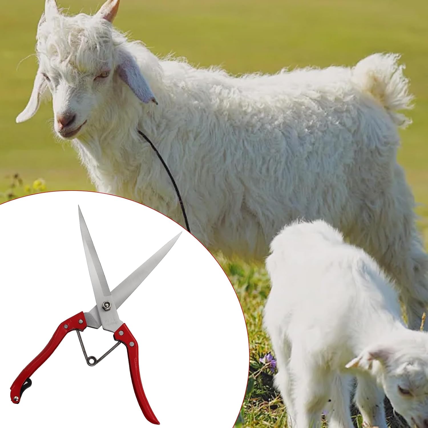 1PCS Multifunctional Stainless Steel Sheep Shears Hand Pruner, Powerful Spring Garden Shears，Wool Shears Manual Cow Wool Scissors Supplies Tool Pet - Image 7