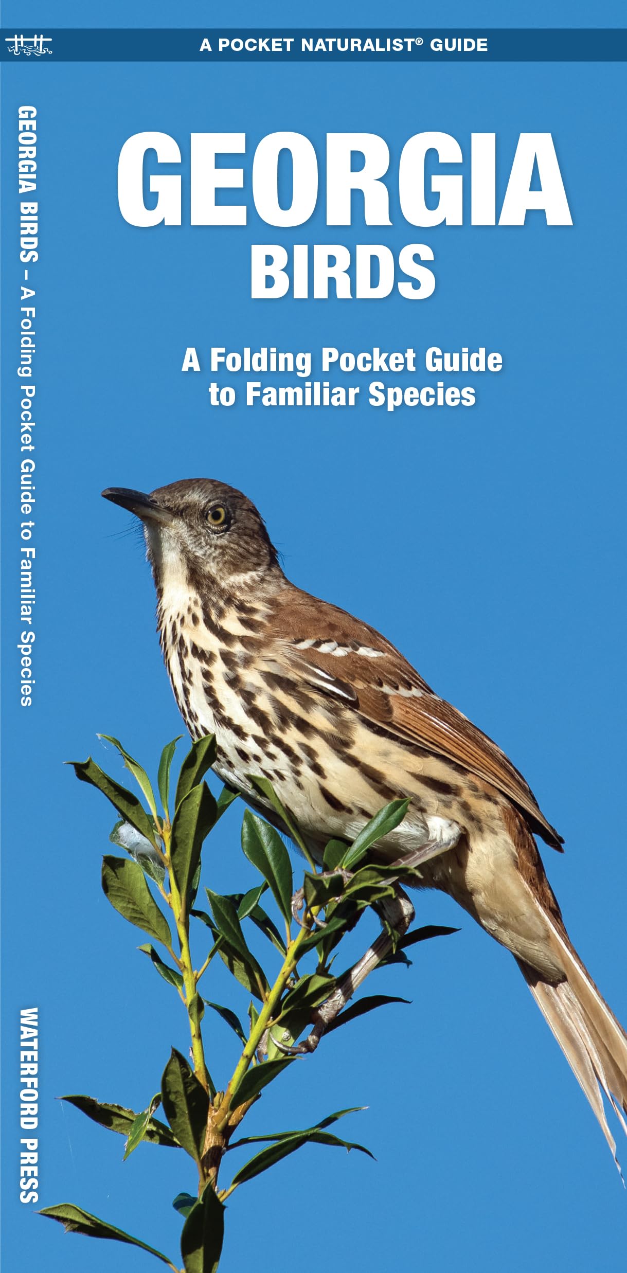 Georgia Birds: A Folding Pocket Guide to Familiar Species (Nature Observation North America)