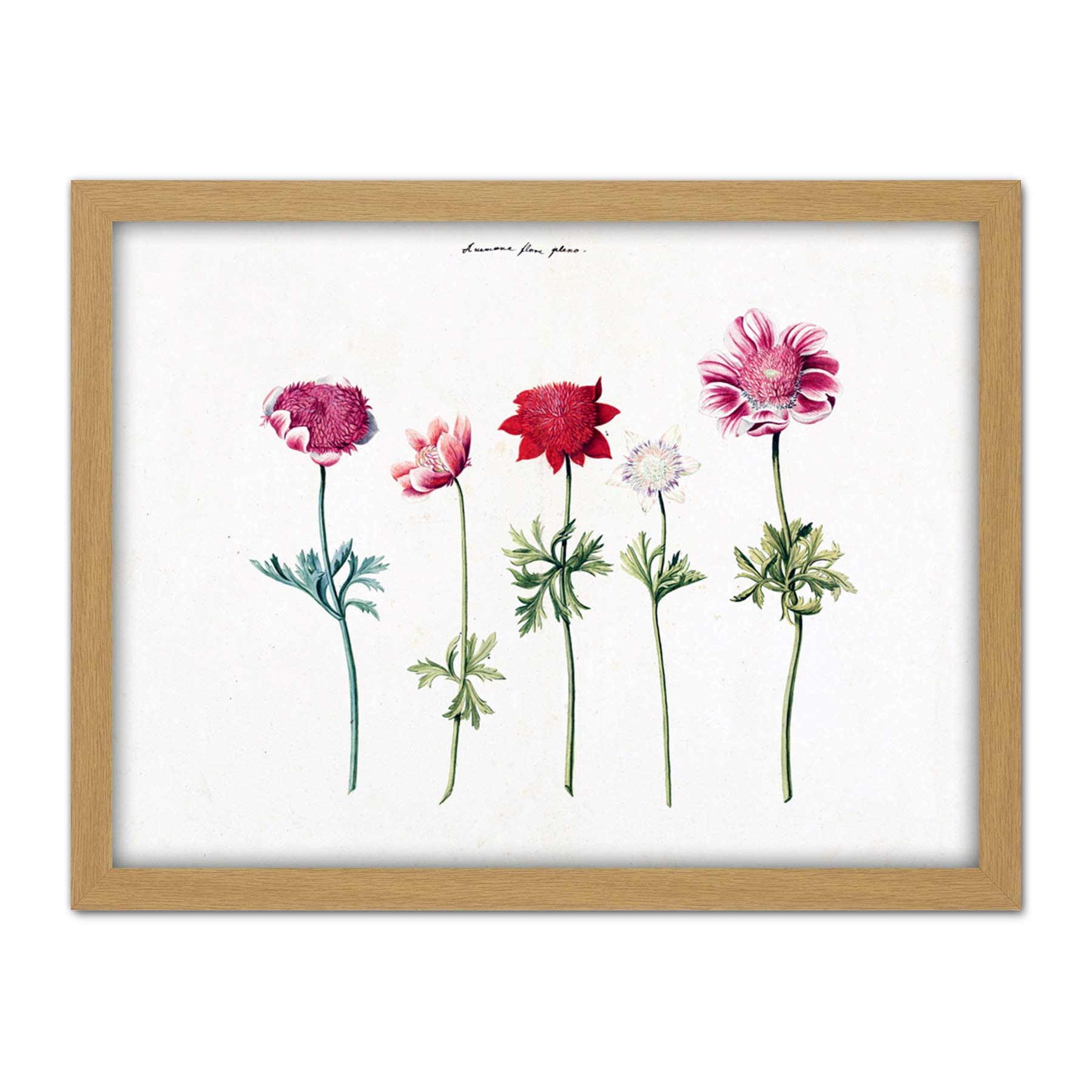 Artery8 Five Studies Of Anemones Pretty Flowers Drawing Artwork Framed Wall Art Print 18X24 Inch