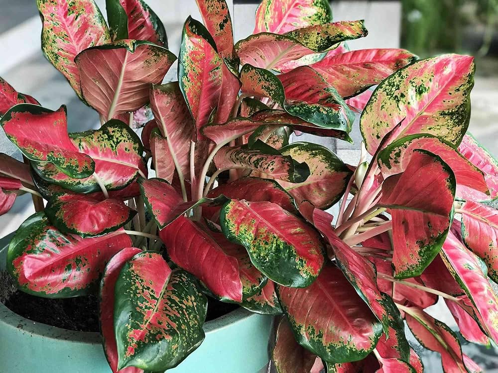 Aglaonema live plant little jungle, Indoor pink-reddish plant leaf pack of 1 big plant-image-30