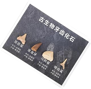 NAMOARLY 1 Caixa De Decoração Para Casa Espécime De Pedra Natural Amostra De Pedra De Aprendizagem Ornamento De Pedra Decoração De Mesa Espécime De Ensino Adorável Pedra Irregular