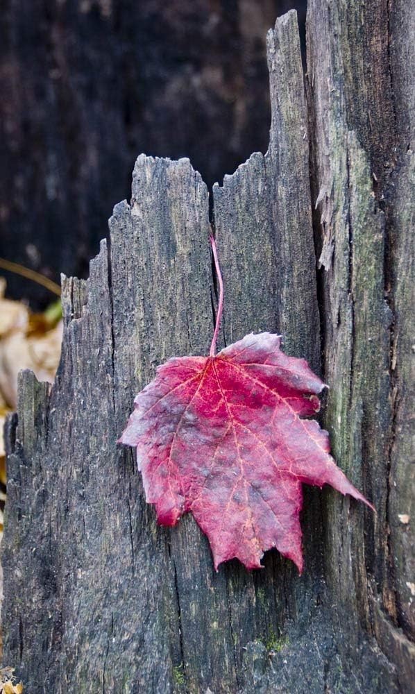 Fall Maple Leaf, UW Arboretum, 11x14 matted Photograph