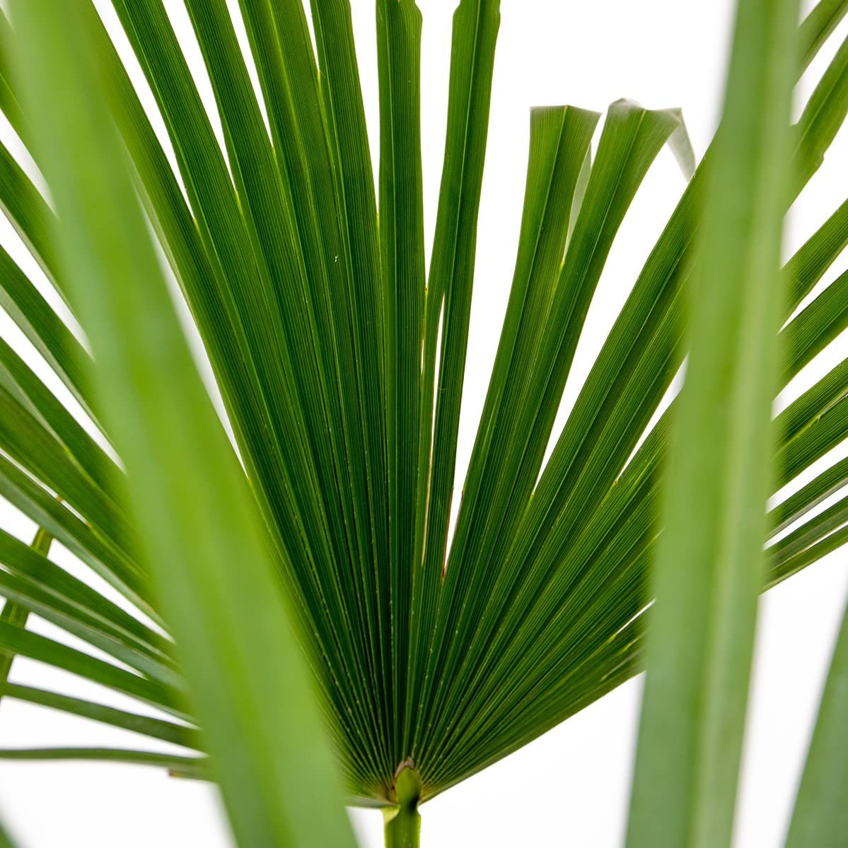 Bloomique - Trachycarpus Fortunei - Palma del Vento Cinese - Palma da Giardino - Resistente al Freddo - Alta 70-90 cm - Vaso 24 cm