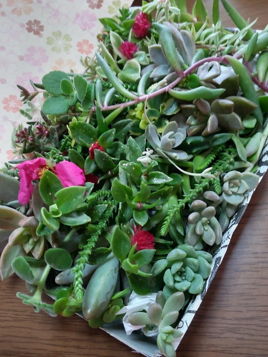 雲彩カット苗サイズを見る¥999-1999 雲彩カット苗サイズを見る¥999-1999