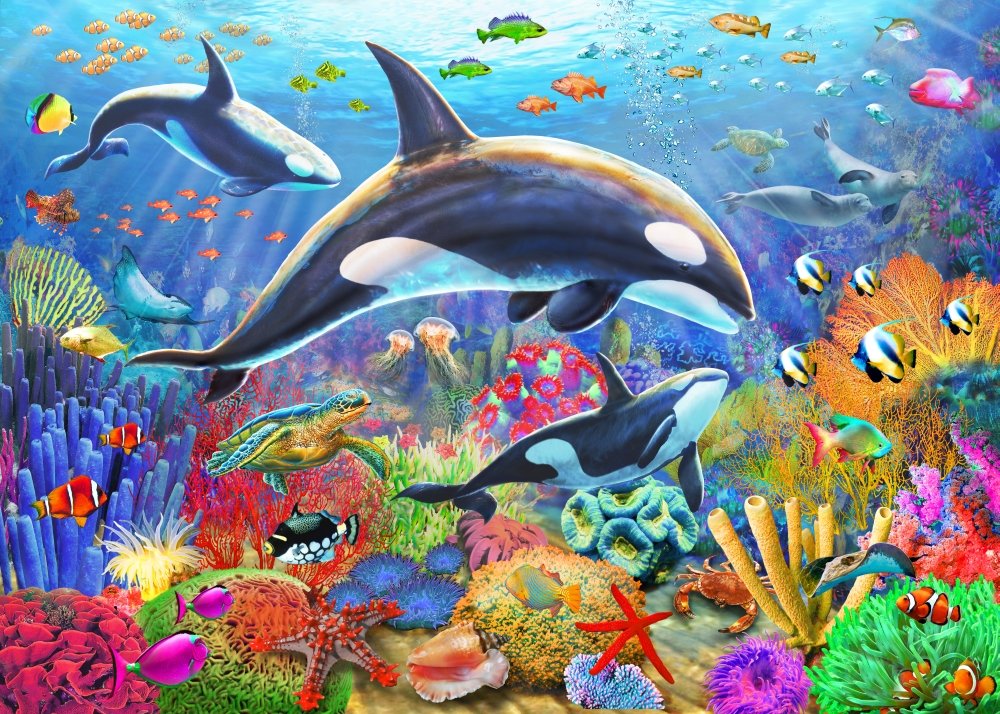 Amazon.com: Posterazzi Orca Fun Poster Print by Adrian Chesterman