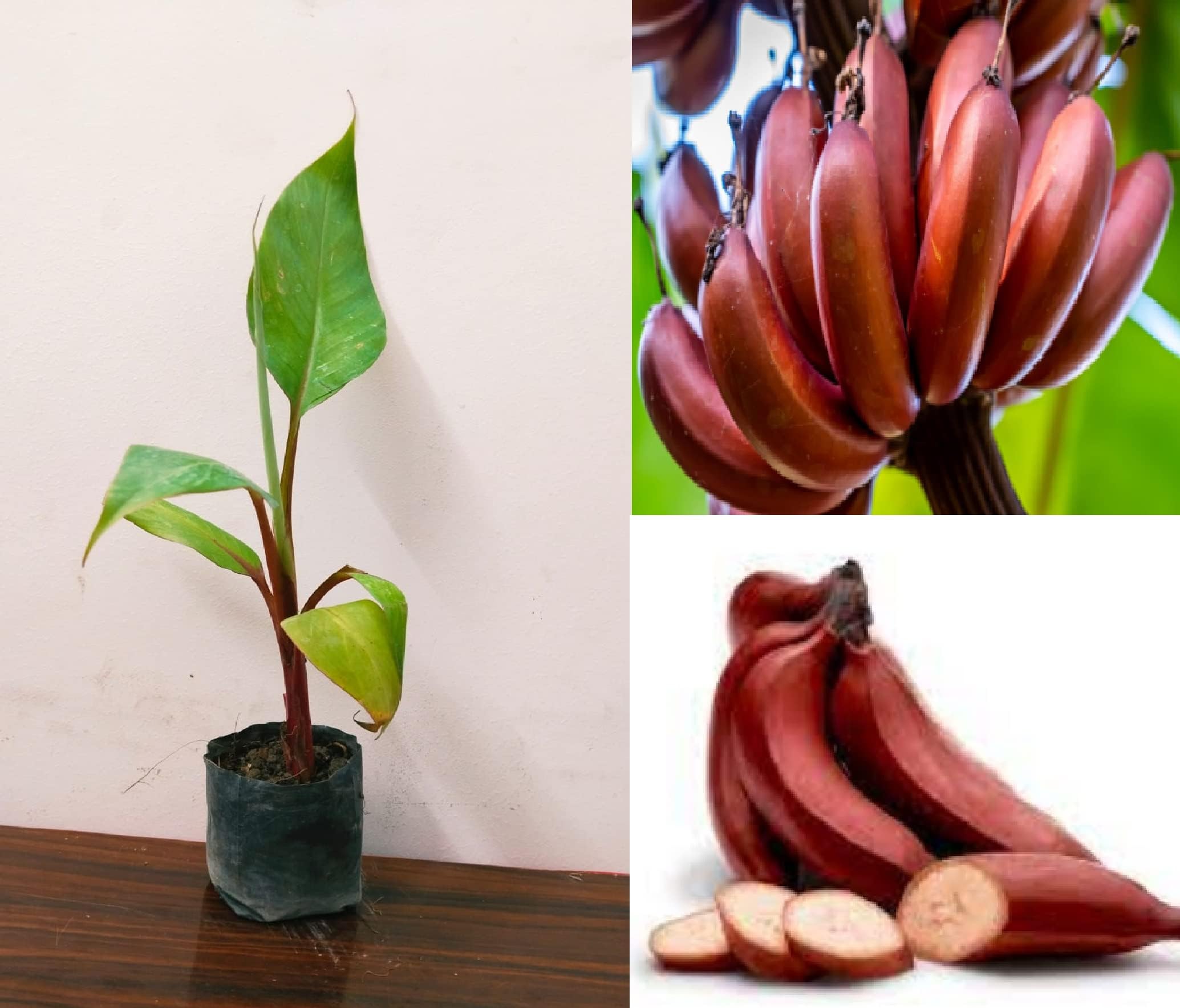Chakla Special Hybrid Long Size Seed Less G9 Red Banana Plant, Hight 1.5-2 Feet, Pack of 1 Healthy Plant, Packing Quality High Secure. (B0CCC5RPS7) Amazon Price History, Amazon Price Tracker