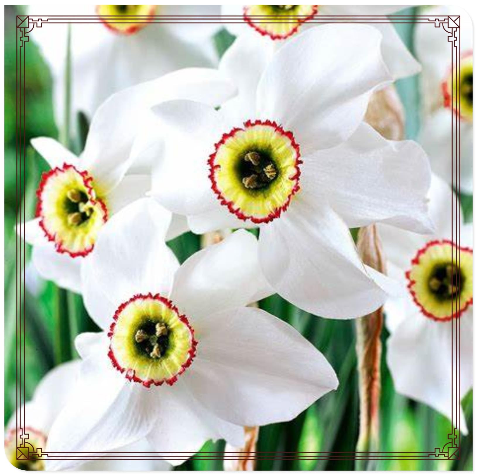 Daffodil Narcissus UK Now Perennial Bulbs for Planting Now UK Strong Plants That Grow Well Mix Golden Jade Carving Feels Perfect
