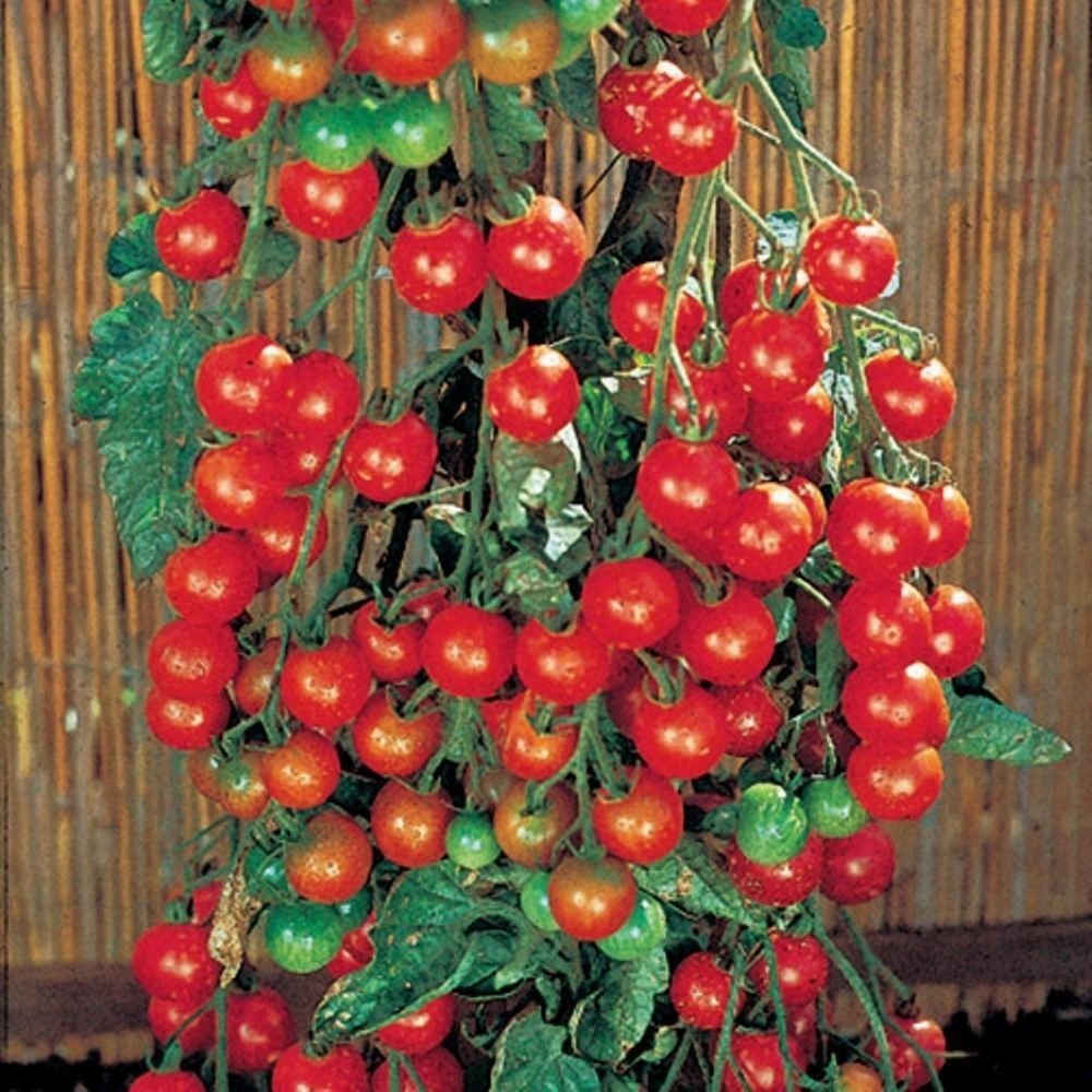 Dolci milioni di pomodoro 25 semi I rendimenti pesanti dolce frutto che cresce a grappoli
