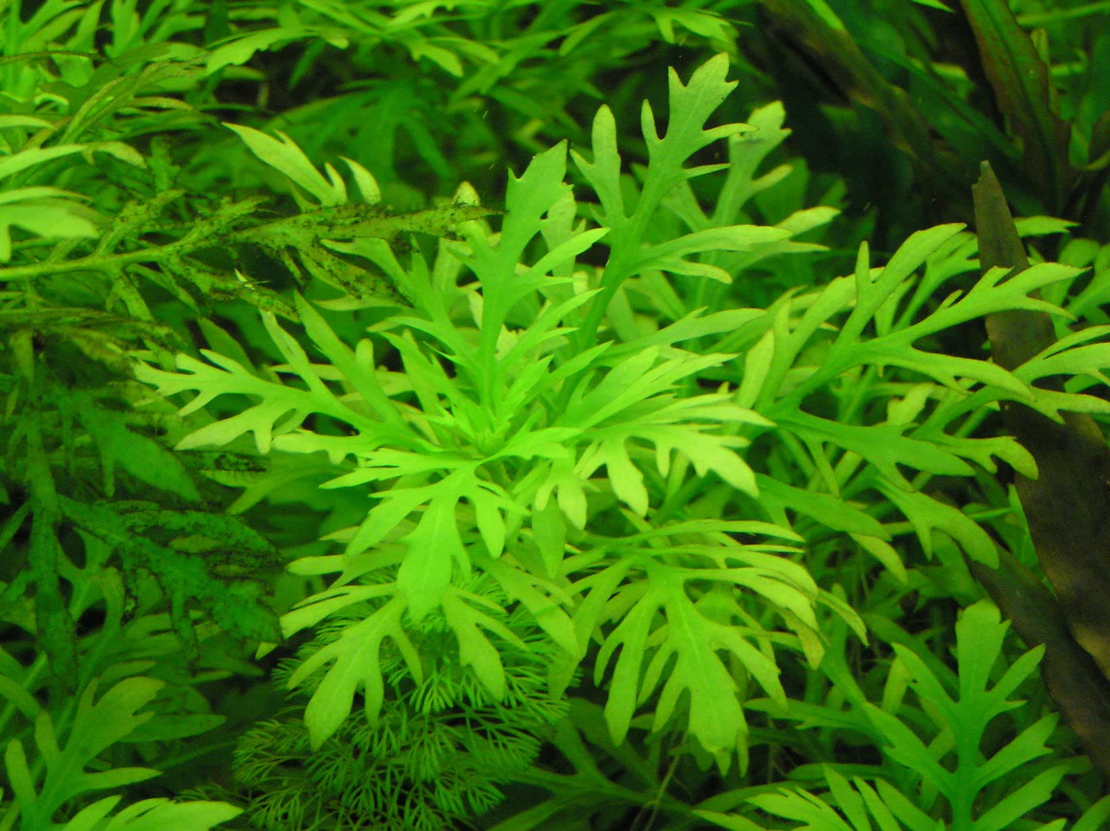 Maalavya Hygrophila difformis Live Aquarium Aquatic Plant with Pot (B0BN8G6T48) Amazon Price History, Amazon Price Tracker