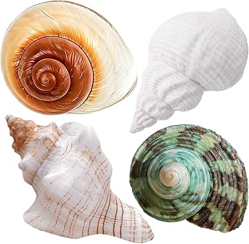 4PCS Large Hermit Crab Shells | Natural Sea Conch 2.4" - 3.5", Opening 1" - 1.5" | Large Sea ShellTurbo Seashells for Hermit Crab Supplies and Beach Decoration