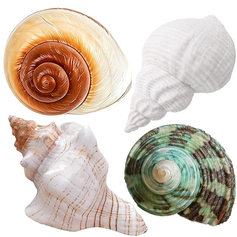 Conchas Naturais para Caranguejo-Eremita e Aquário Wanwanzi, 4 unidades