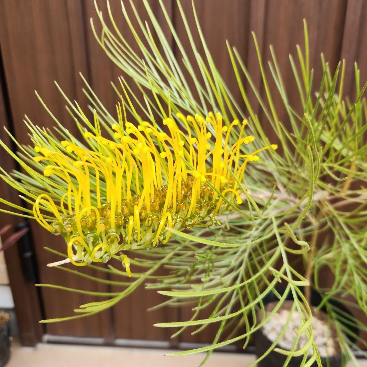 豪華！オリジナル交配種、クリスマスローズ、苗、開花株 豪華クリスマスローズ、苗、開花株 豪華！オリジナル交配種