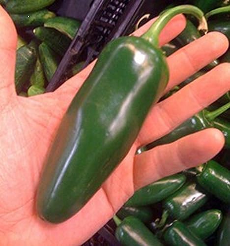 Semillas gigantes de pimienta jalapeño enormes PODS grandes rellenos MILD.(50 - Semillas)