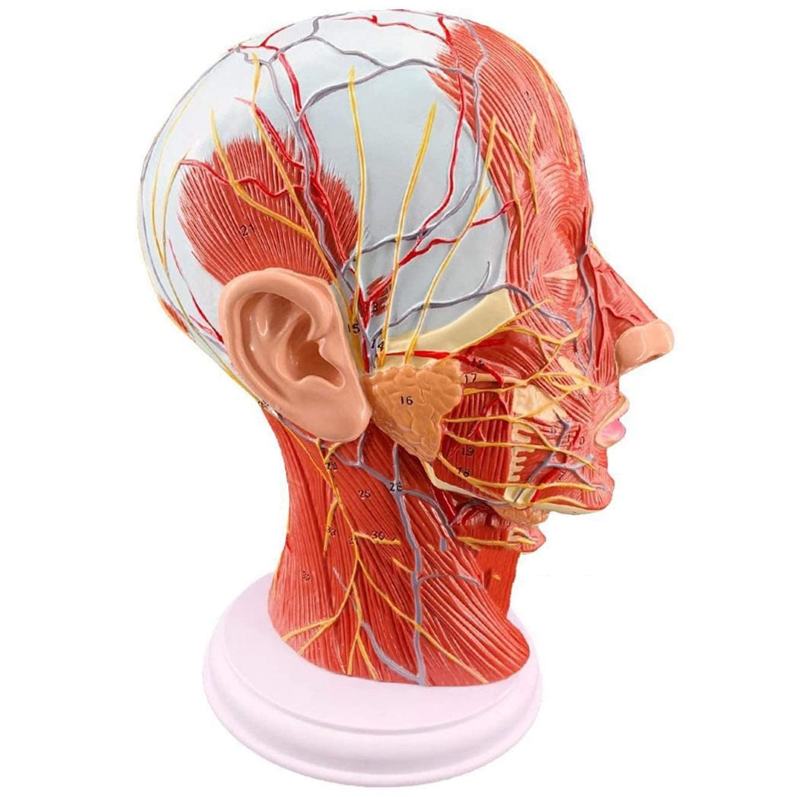 Human Head Superficial Nerve Model,anatomical Section with Vascular Nerve Model,head Muscle Anatomy,digital Logo,muscle Anatomy,veins,arteries,for Education and Teaching,medical Beauty