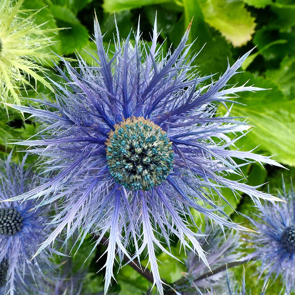 Eryngium Alpinum Superbum Seeds – Superb for Borders & Dried Flower Arrangements - RHS Plants for Pollinators – Hardy Perennial – for Your Beautiful Garden