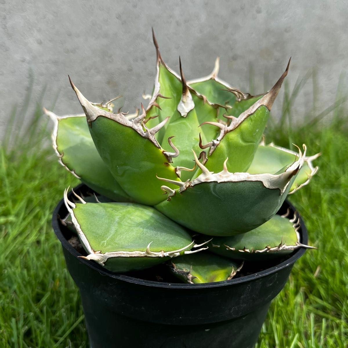 アガベ　オテロイ　実生苗　超コンパクト　バンド幅広め　シワ感　鉢付き　チタノタ アガベ オテロイ 実生苗 アガベ オテロイ 実生苗 超コンパクト