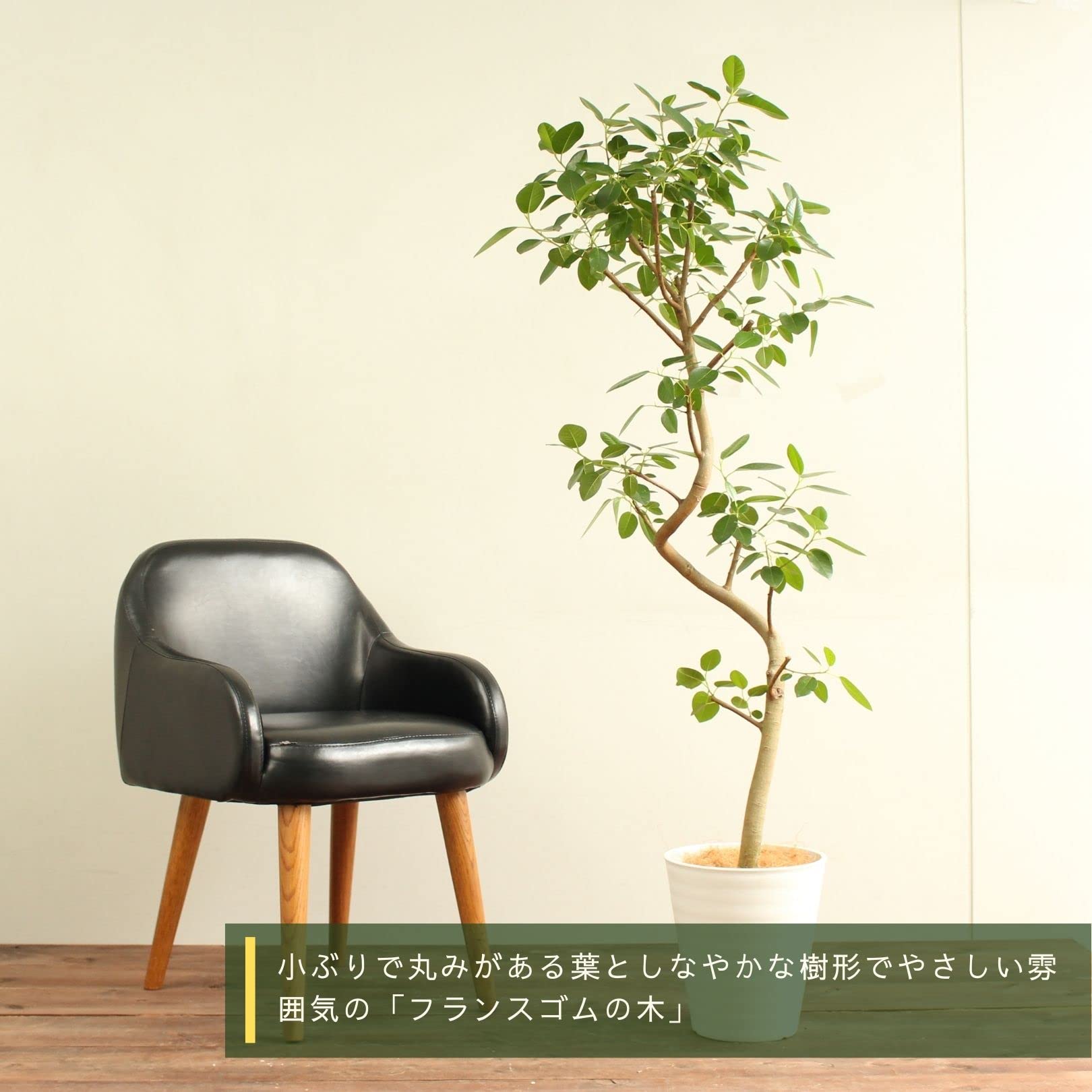 Amazon｜フランスゴムの木 9号 曲がり 受け皿付 【観葉植物 本物