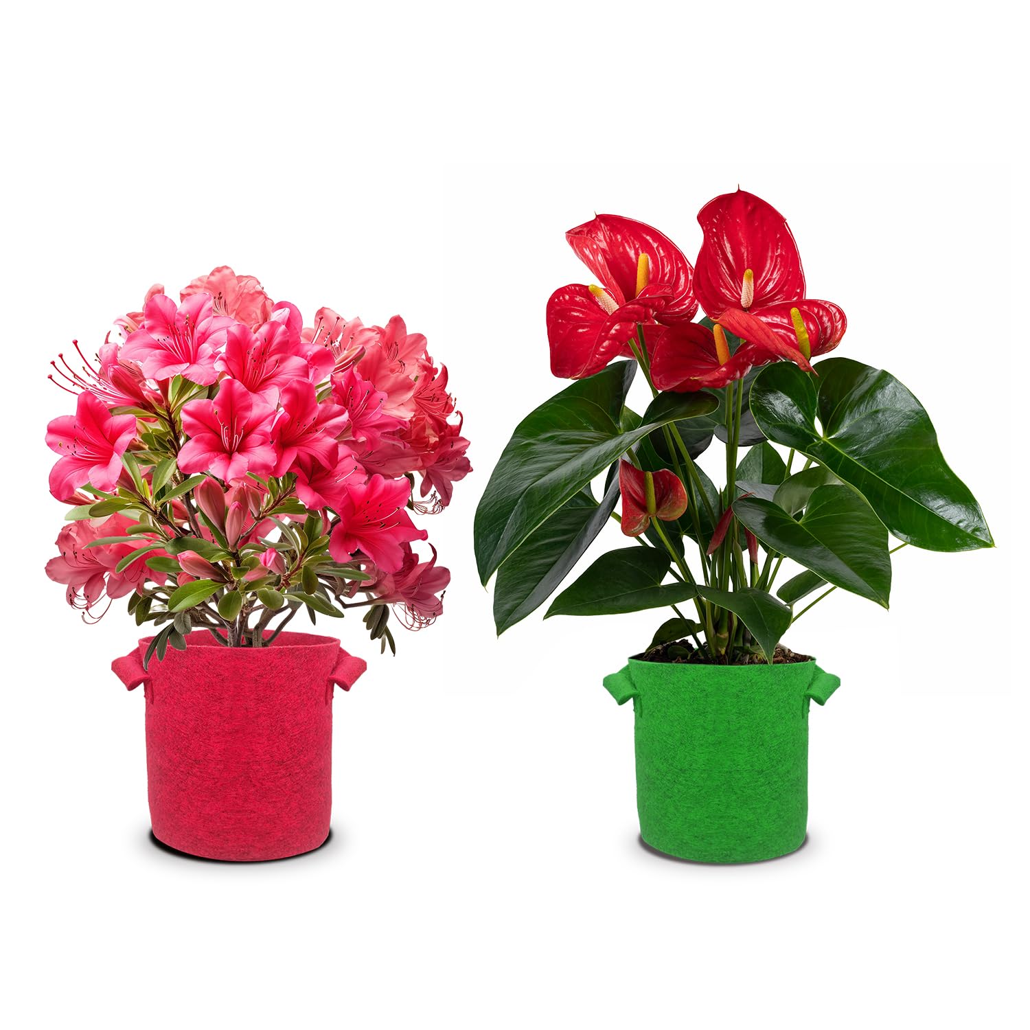 Geo Fabric Grow Bag for Flower Plant, Plant Bags for Home Garden, Flower Pot for Balcony Garden, Heavy Duty Plant Container, Plant Pots with Handle (8x8, 5) (1 Red + 1 Green, 08x08 - Pack of 2) (B0CTTYB63F) Amazon Price History, Amazon Price Tracker