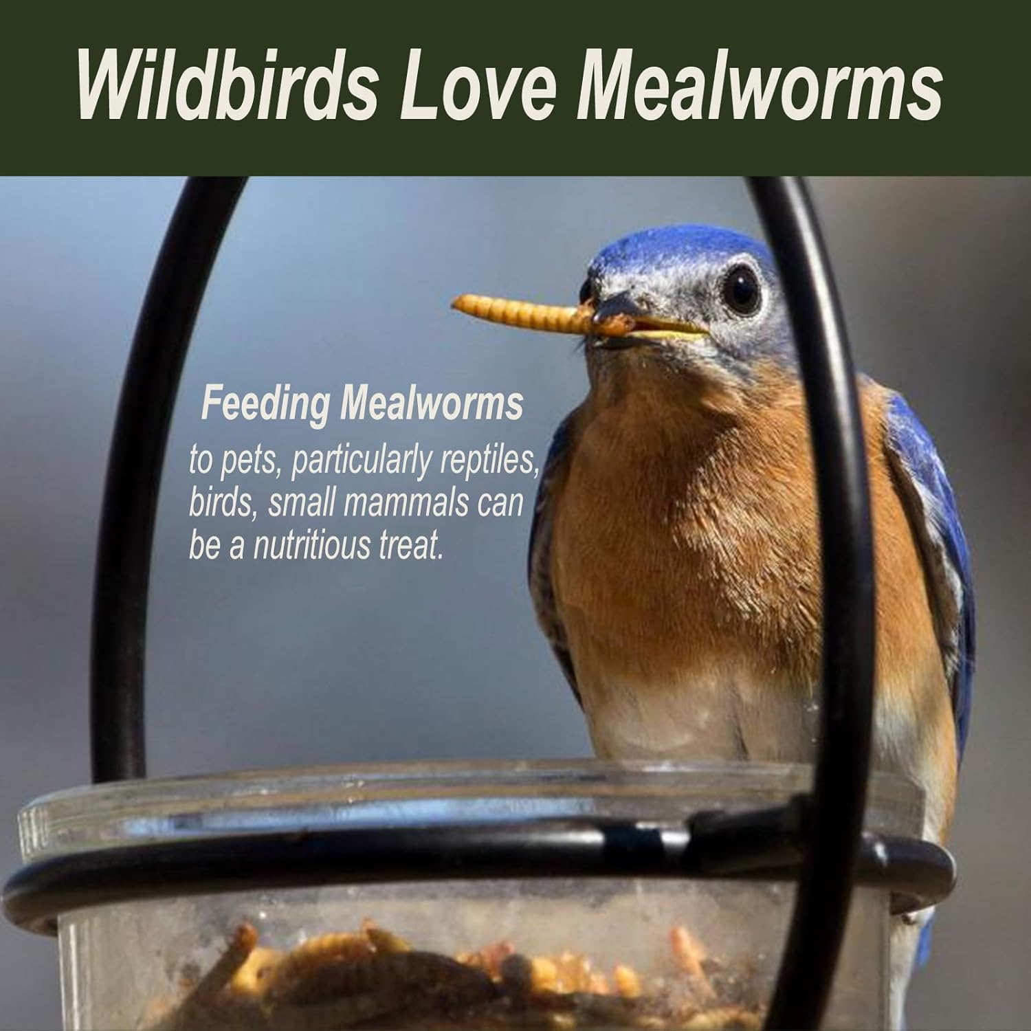 Adaman Dried Mealworms 15 LBS- 100% Natural Non GMO High Protein Mealworms - Bulk Mealworms for Wild Birds, Chicken Treats, Hamster Food, Gecko Food, Turtle Food, Lizard Food