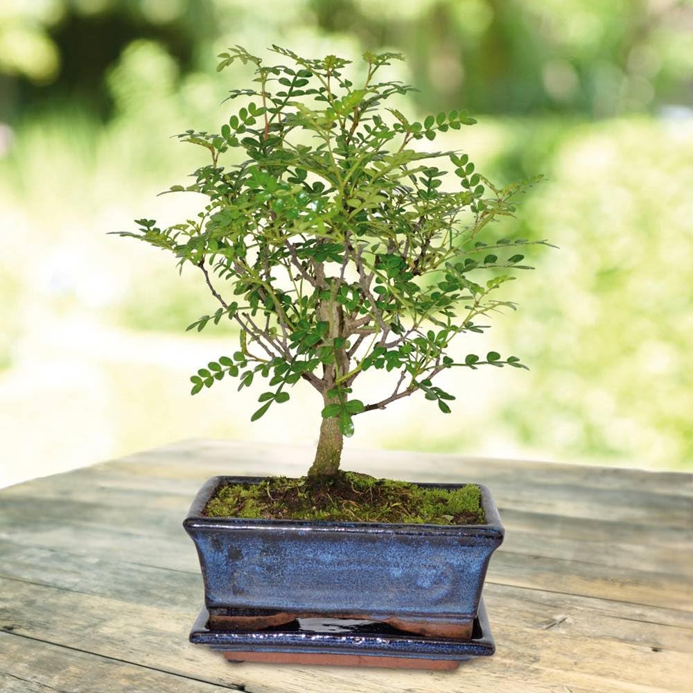 Bonsai Zanthoxylum Broom 7 yr - 1 tree