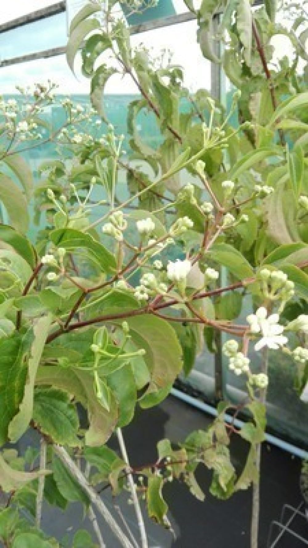 Heptacodium miconioides - Sieben Söhne Des Himmels Strauch 60-80 cm Container