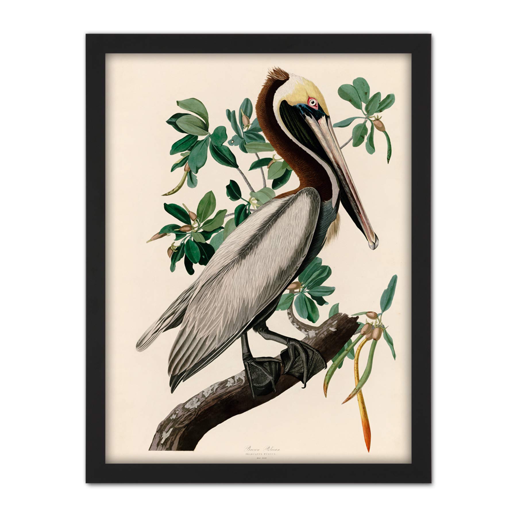 Artery8 Audubon Birds America Brown Pelican Artwork Framed Wall Art Print 18X24 Inch