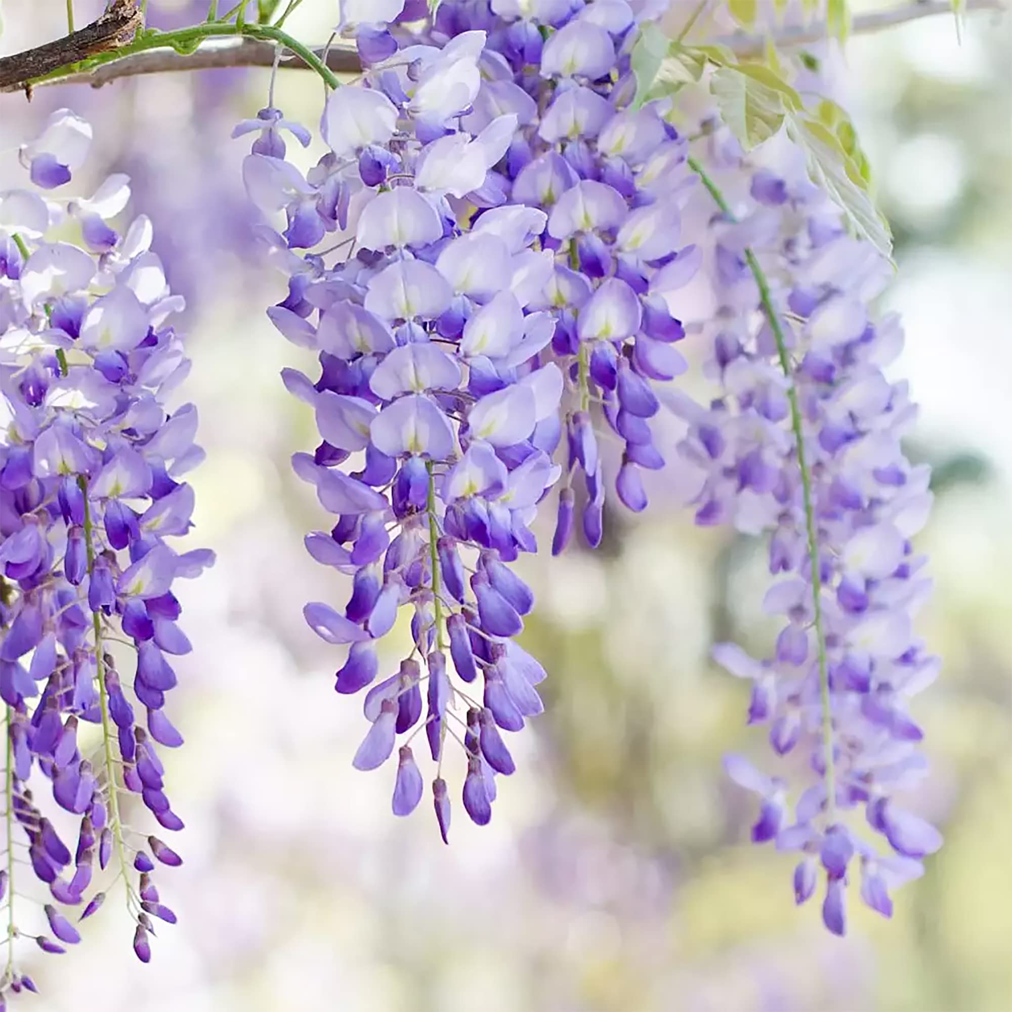 Amazon.com : QAUZUY GARDEN 10 Japanese Wisteria Floribunda Seeds