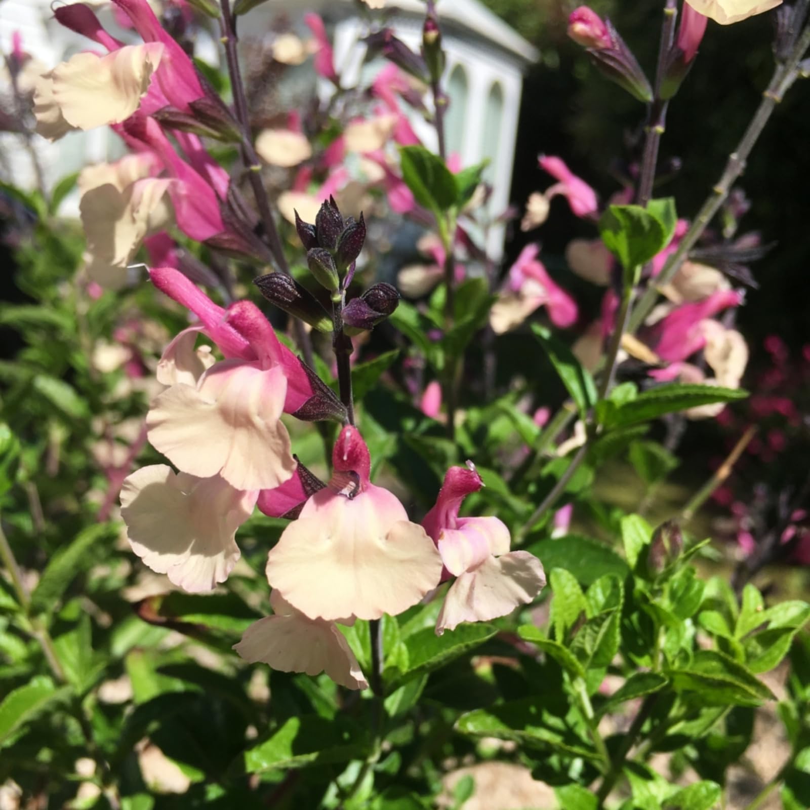 Carbeth Plants - Salvia Cuello Cream Plant 9cm Pot - Pollinator Friendly