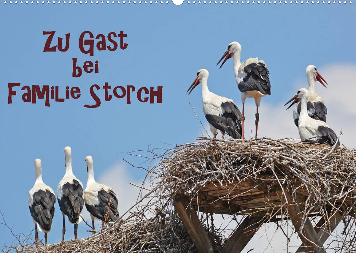 Zu Gast bei Familie Storch (Wandkalender 2022 DIN A2 quer): Störche ... gern gesehene Gäste in Deutschland (Monatskalender, 14 Seiten ) (CALVENDO Tiere)