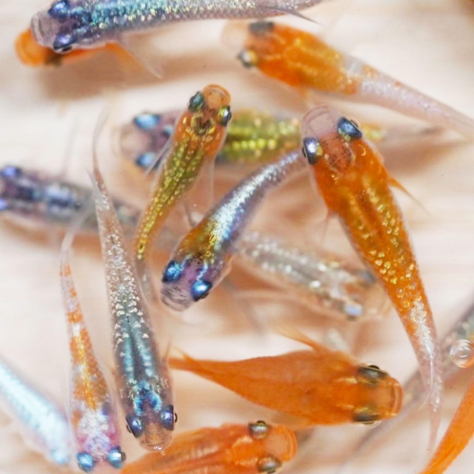 Amazon | メダカ 生体 ミックスメダカ 多種多様なミックス高級稚魚