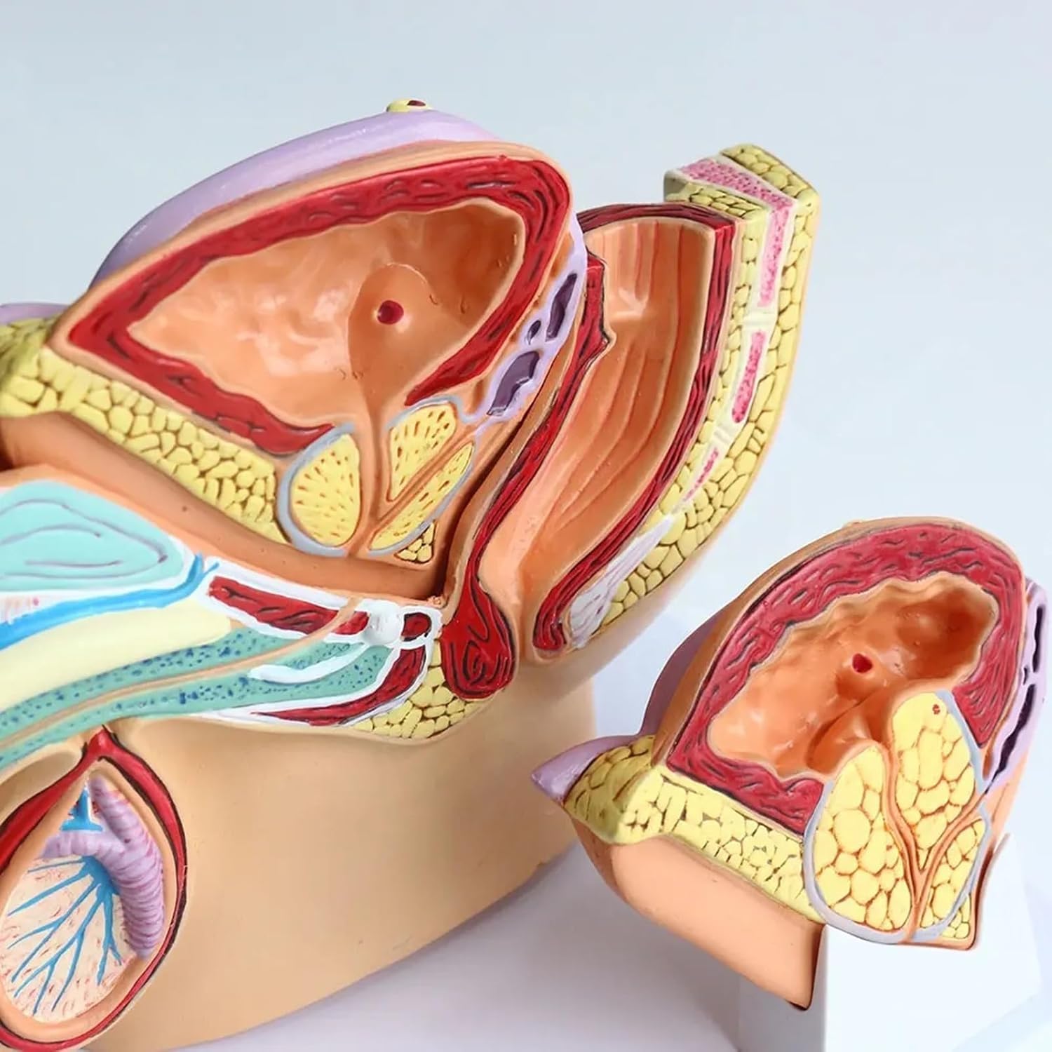 Generico Modello Anatomico del Sistema Riproduttivo Maschile, Modello Anatomico Patologico della Vescica della cavità Addominale Medica per Lo Studio Dell'educazione