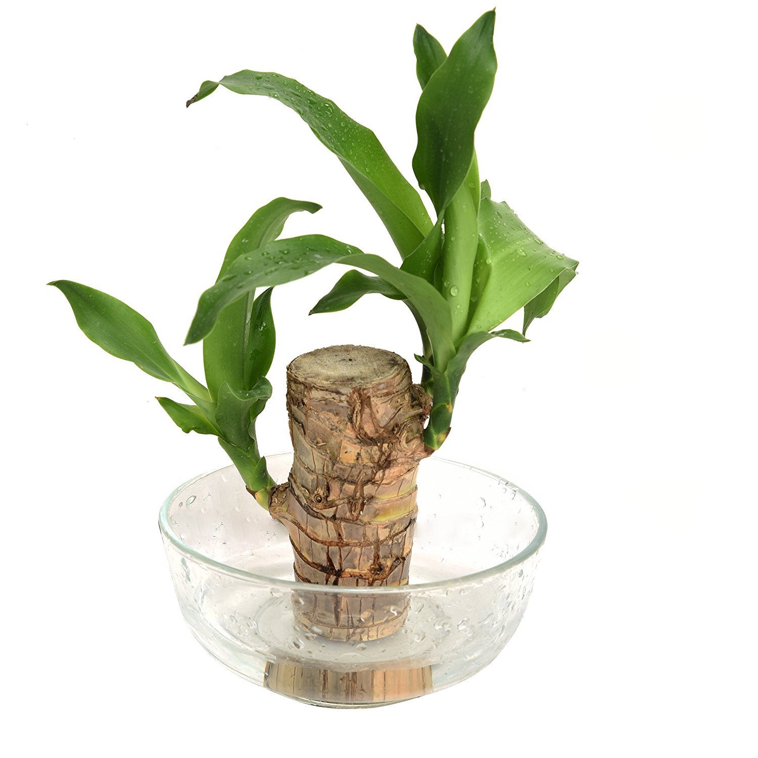 Siam Garden� Dracaena Warnecki rooted plant stem without Pot (B071ZS86QB) Amazon Price History, Amazon Price Tracker