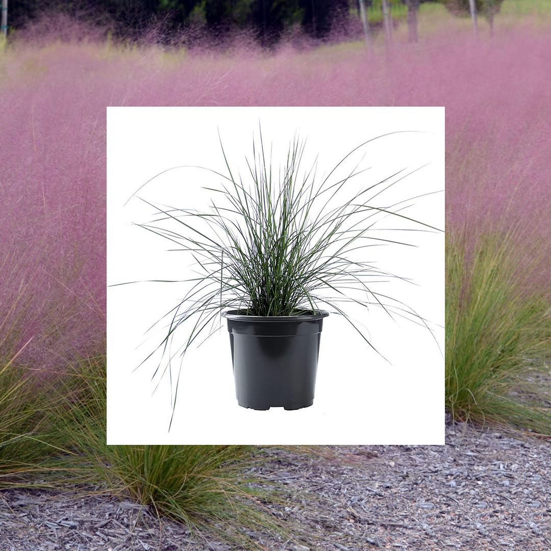 American Plant Exchange Pink Muhly Grass Plant – 6-Inch Pot – Live Ornamental Grass with Graceful Flowering Plumes, Stunning Landscape Accent for Gardens, Containers, or Patio Decor