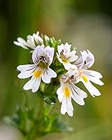 Vista 6 de Herb Pharm Certified Organic Eyebright Liquid Extract for Respiratory System Support - 1 Ounce, clear