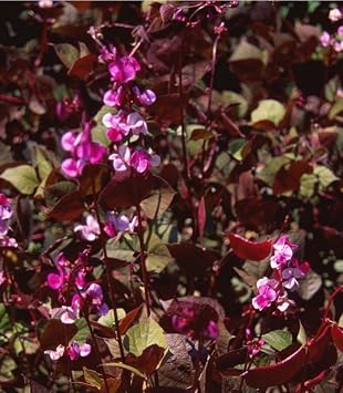 Hyacinth Bean Red Leaf 15 Seeds Dolichos Lablab purpureus Heirloom - Open Pollinated