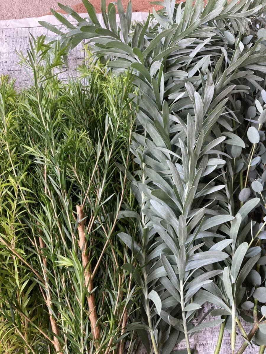 ❈ ユーカリ ❈ フレッシュ ❈ ドライ ❈ ユーカリ・エキゾチカ・葉付 N／ゴールド: ドライフラワー