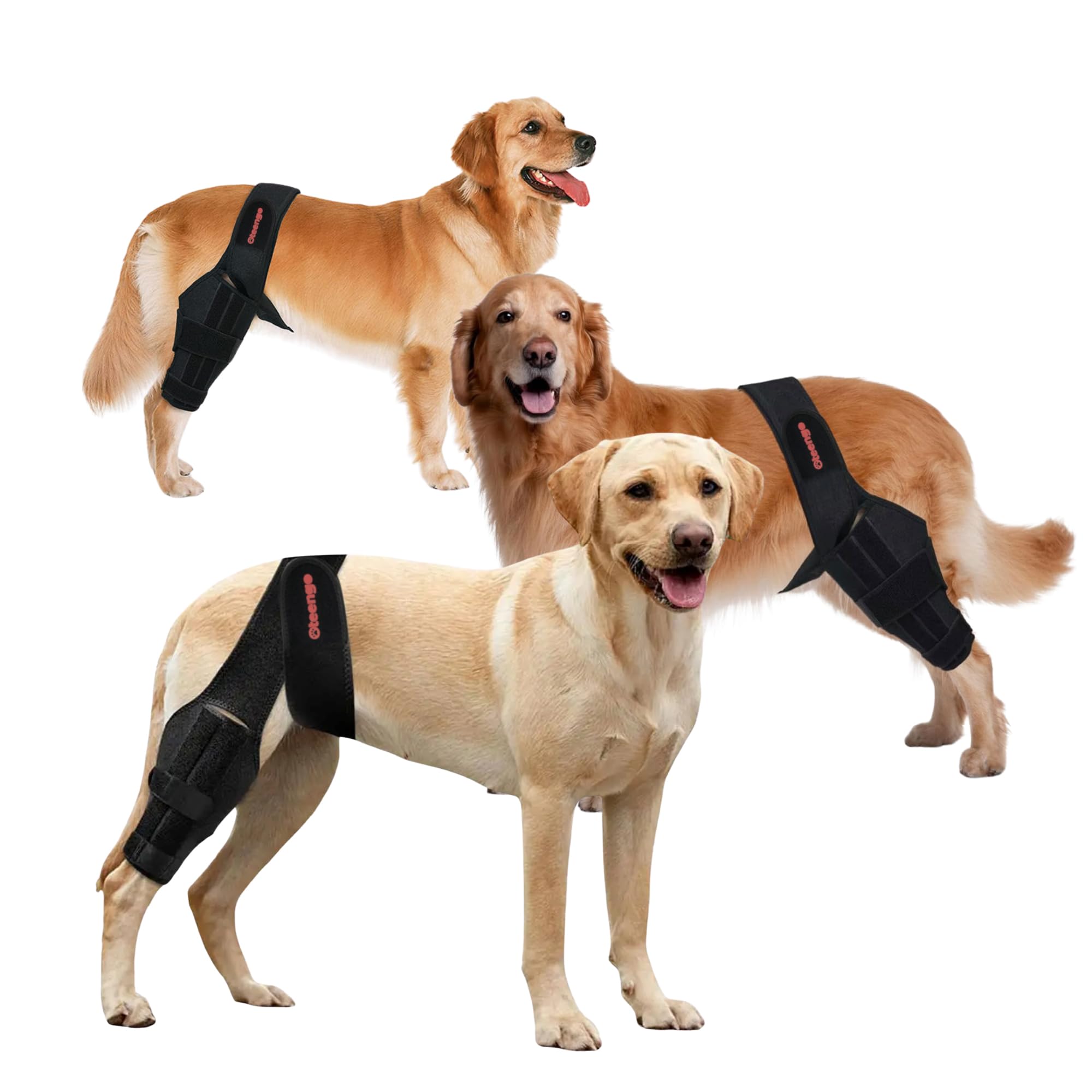 Oteengo Dog Knee Brace