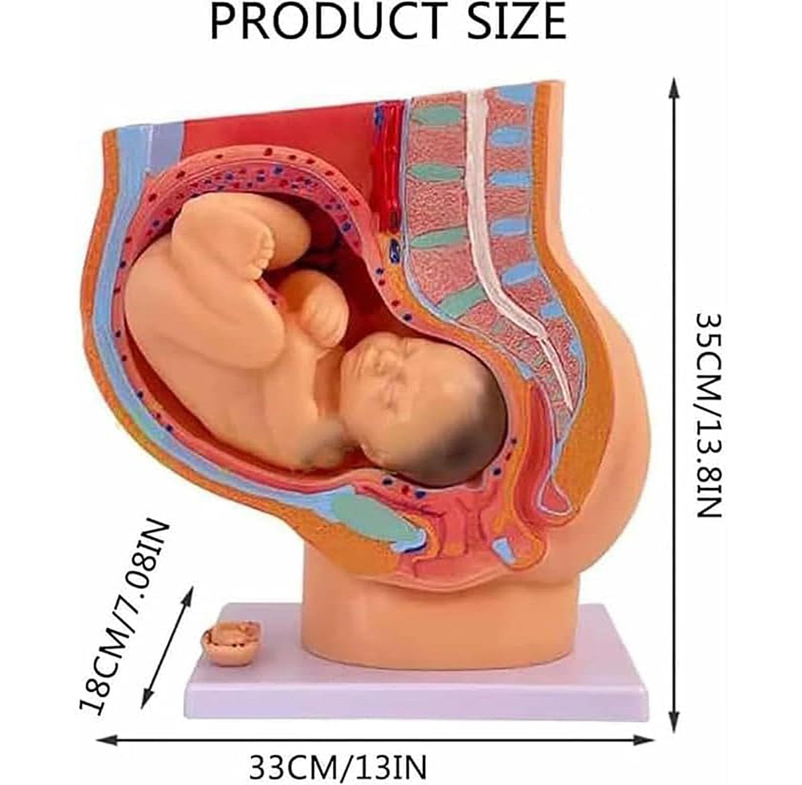 Genérico Modelo de anatomía de la Pelvis del Embarazo Femenino con Modelo de feto extraíble de Nueve Meses, Modelo de educación sobre el Parto para enseñanza Escolar y obstetricia
